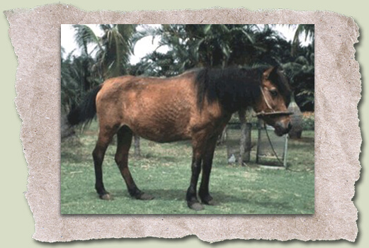 Ảnh: Horse Breeds Pictures